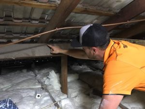 Pest treatment in ceiling