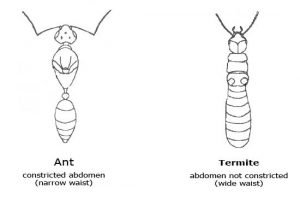 5 Signs of Termites Infestation - termite pest control gold coast