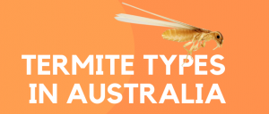 Termite Types in Australia