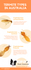 termite-types infographic