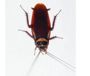australian cockroach